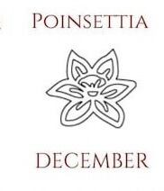 December poinsettia