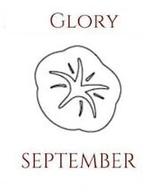 September morning glory